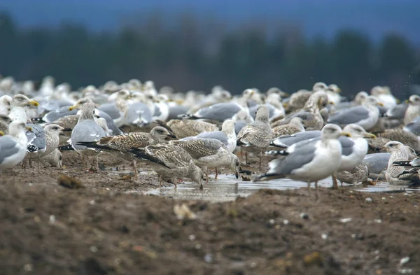 çok arka planda gökyüzü kahverengi dünyadaki birçok oturma martı