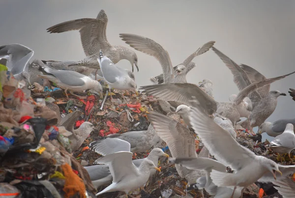 lot of many sea gulls in city garbage dump search and catching food