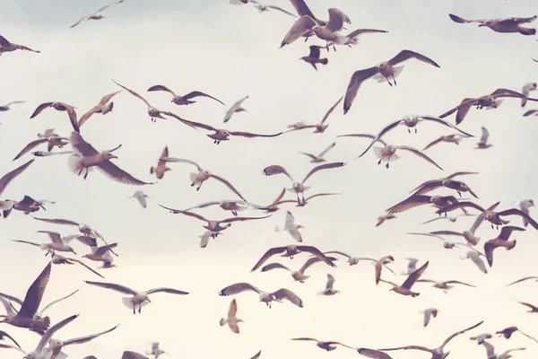 Große Gruppe Von Möwen Die Himmel Fliegen Freiflug Freiheitsbegriff Vögel — Stockfoto