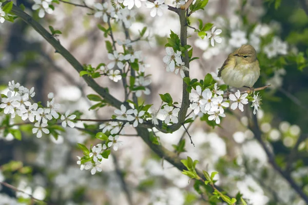 Pták Kvetoucí Švestka Barevné Pozadí Kvetoucí Třešeň Svatební Květiny Květinový — Stock fotografie