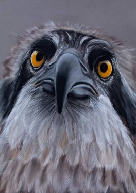 Pastel pencils.realistic çizim çizim Osprey portresi kapatın . 