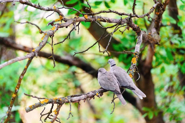 Loving couple of birds. Gray pigeons sit on a dry branch of a tree in park. Warm summer day.