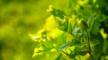 Parlak güneş ışınları ile Bahar organik tazelik yeşil yaprakları.