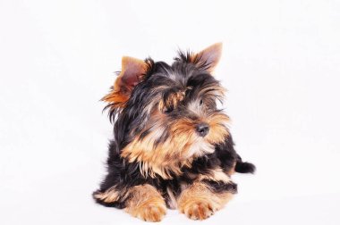 Beyaz bir arka plan üzerinde köpek Yorkshire terrier yavrusu