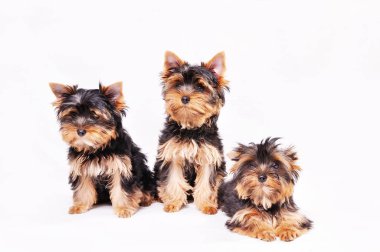 Üç Yorkshire terrier köpek yavrusu