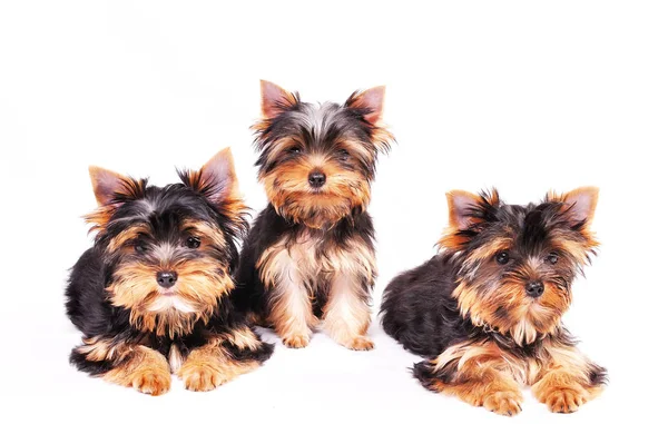 Three Yorkshire terrier puppy — Stock Photo, Image