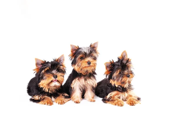 Three Yorkshire terrier puppy — Stock Photo, Image