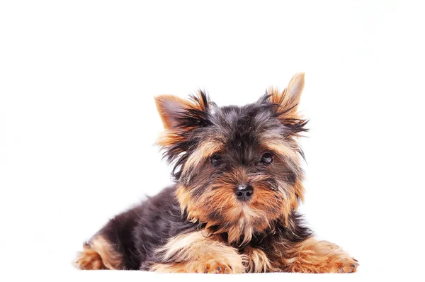 Piccolo yorkshire terrier cucciolo — Foto Stock