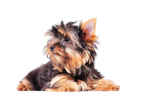 Küçük Yorkshire Teriyeri