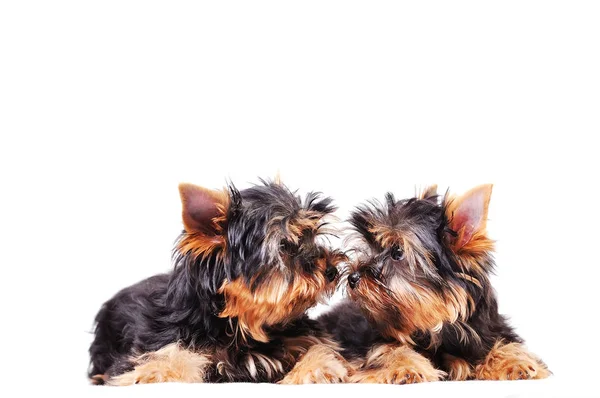 Dois cachorros do terrier de Yorkshire estão em um fundo branco — Fotografia de Stock