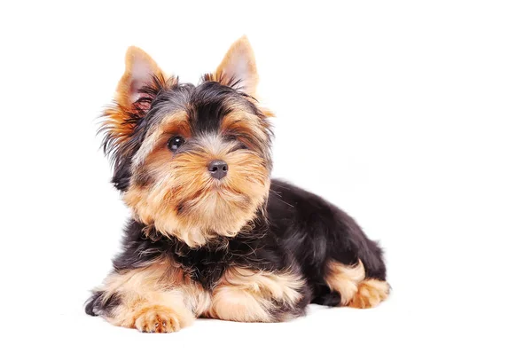 Piccolo yorkshire terrier cucciolo — Foto Stock