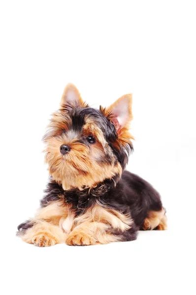 Kleiner yorkshire terrier welpe — Stockfoto