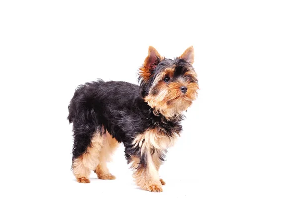 Mały szczeniak yorkshire terrier — Zdjęcie stockowe