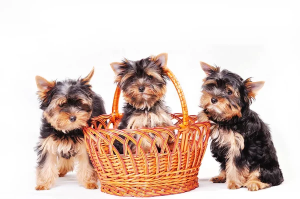 Três cachorrinho terrier Yorkshire — Fotografia de Stock