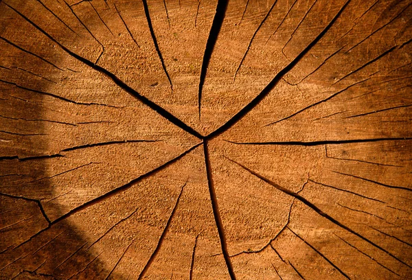 木の断面 木は構造物を切り取り 古い時代から表面を割れた — ストック写真