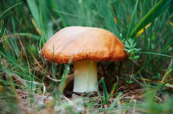 Yeşil çimenlerde yetişen yenilebilir mantarlar..