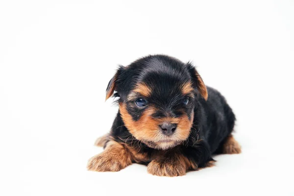 Köpek Yavrusu Yorkshire Teriyeri Beyaz Arka Planda Yatar Yavru Köpek — Stok fotoğraf