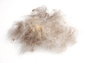 Cat fur ball on a white background. Dirt and cleaning concept. A pile of dog fur wad. Hair ball on white background. clipart