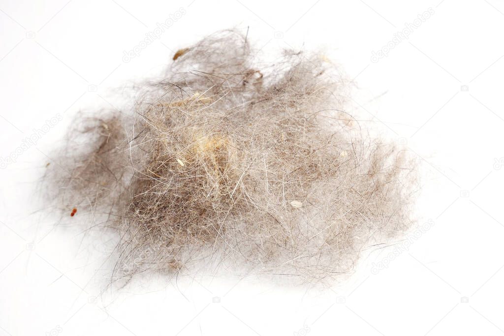 Cat fur ball on a white background. Dirt and cleaning concept. A pile of dog fur wad. Hair ball on white background.