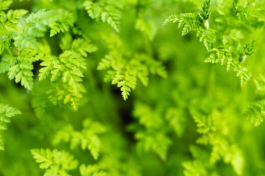 Yeşil taze yapraklar, doğal yeşil orman arka planı.