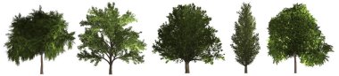Farklı yeşil ağaçlar. Doğal organik nesneler.