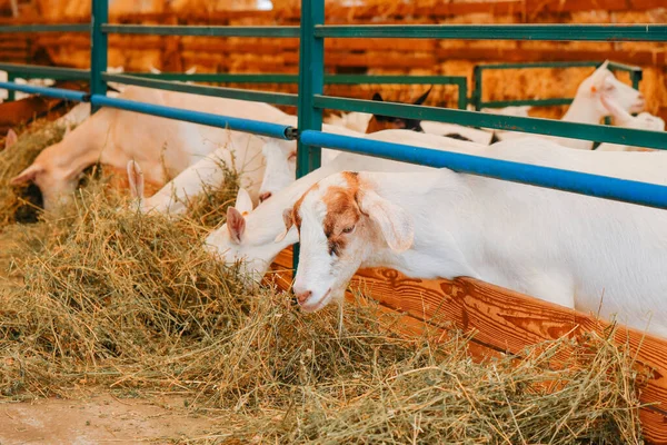 Evropská Kozí Farma Krmení Koz Farmě — Stock fotografie