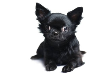 Beyaz arka planda izole edilmiş komik bir chihuahua köpeği.