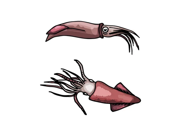 Beyaz bir arka plan üzerinde izole mürekkep balığı. El ile çizilmiş.