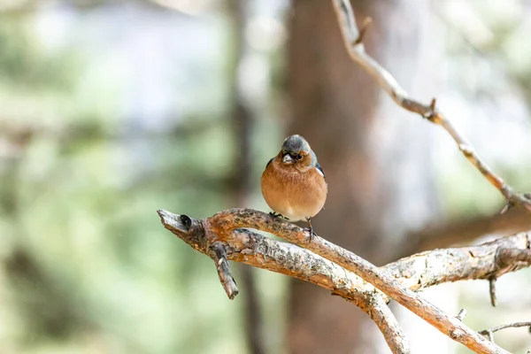 Ein Finkenvogel Sitzt Auf Einem Ast Wald — Stockfoto