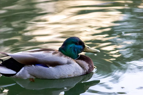 雄性野生野鸭鸭在湖中游泳 迁徙鸟类的自然环境 — 图库照片