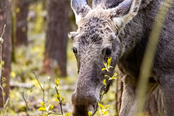 Fotografía Cerca Alce Estado Salvaje Animal Bosque —  Fotos de Stock