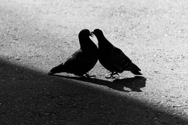Silhouettes Pigeons Street Bird Pigeons Kiss Coo — Stock Photo, Image