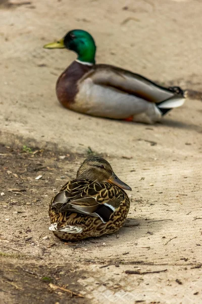Vahşi Ördekler Erkek Dişi Çift Göçmen Kuşların Vahşi Ortamı — Stok fotoğraf