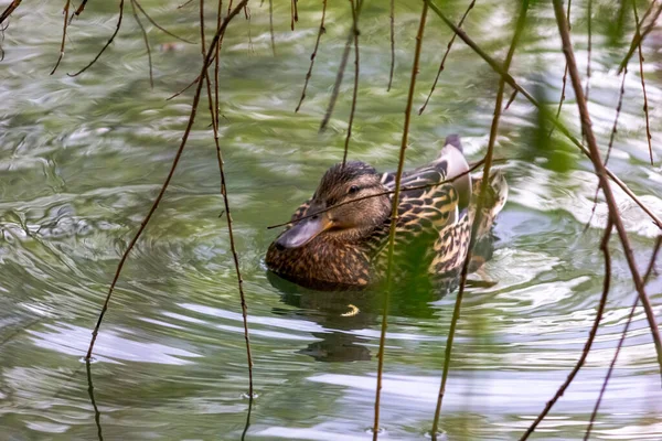 Pato Real Salvaje Hembra Está Nadando Lago Medio Ambiente Salvaje — Foto de Stock