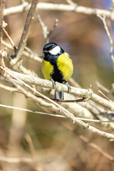 Close Bird Sitting Branch Forest Yellow Big Tit — Stockfoto