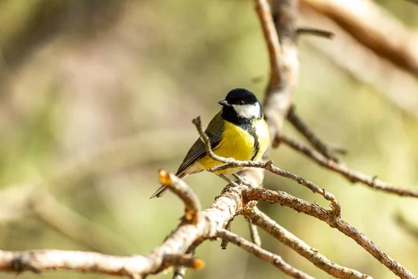 Gros Plan Oiseau Assis Sur Une Branche Dans Forêt Jaune — Photo