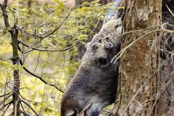 Közelkép Egy Jávorszarvasról Vadonban Állatok Erdőben — Stock Fotó