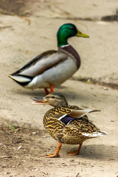 Dzikie Kaczki Mallard Mężczyzna Kobieta Para Dzikie Środowisko Ptaków Wędrownych — Zdjęcie stockowe