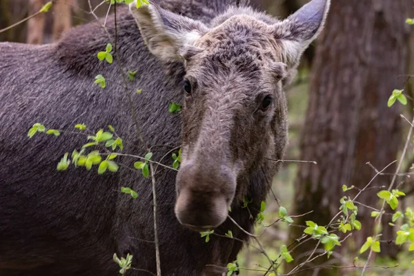 Bliższe Zdjęcie Łosia Dziczy Zwierzęta Lesie — Zdjęcie stockowe