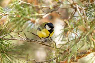 Close-up of a bird sitting on a branch in the forest. Yellow big tit.