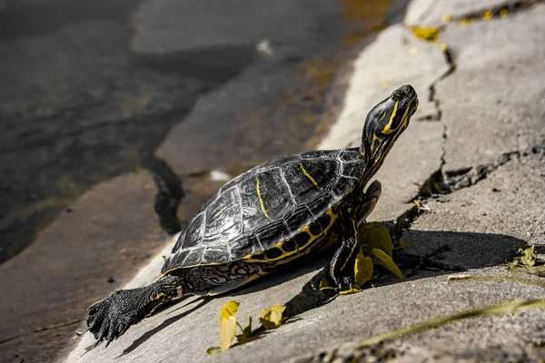 Trachemys Eller Gulmagad Sköldpadda Ett Träsk Nära Håll Reptiler — Stockfoto