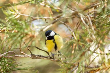 Close-up of a bird sitting on a branch in the forest. Yellow big tit.