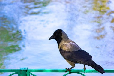 Gri, genç bir kuzgun göletin korkuluklarında oturur..