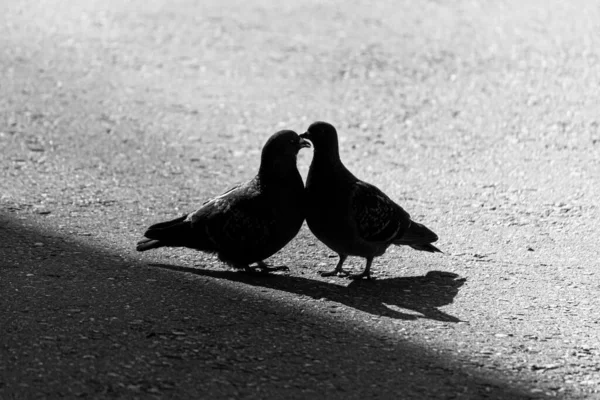 Silhouetten Von Tauben Straßenvogel Tauben Küssen Küssen — Stockfoto