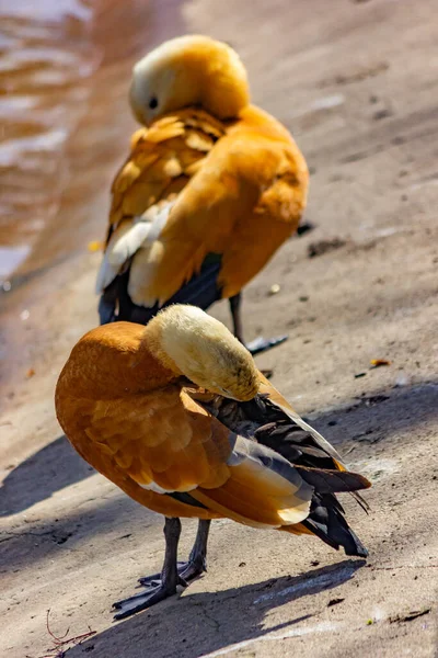 Wildenten Ogar Auf Dem See Nahaufnahme — Stockfoto