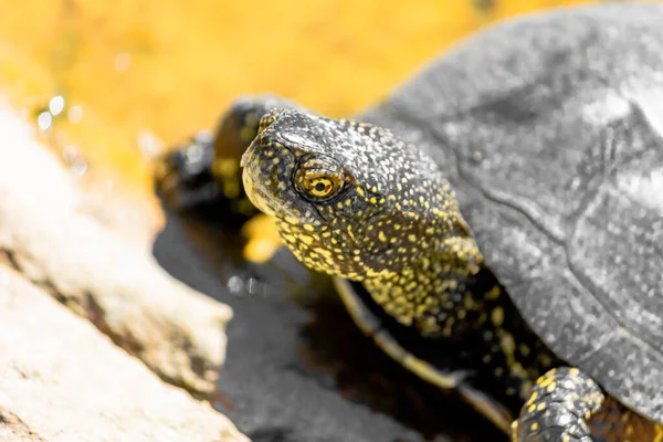 Europeisk Kärrsköldpadda Ett Träsk Nära Håll Reptiler — Stockfoto
