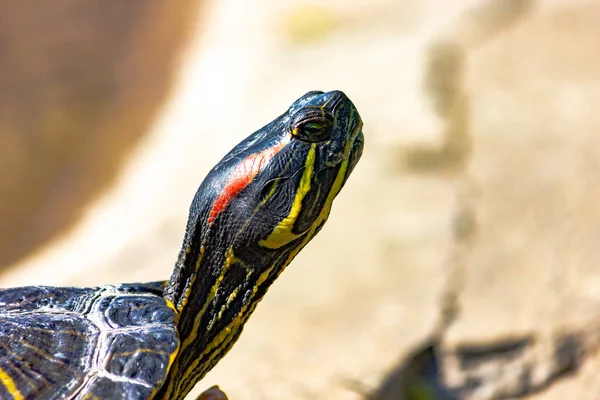 Trachemys Eller Gulmagad Sköldpadda Ett Träsk Nära Håll Reptiler — Stockfoto