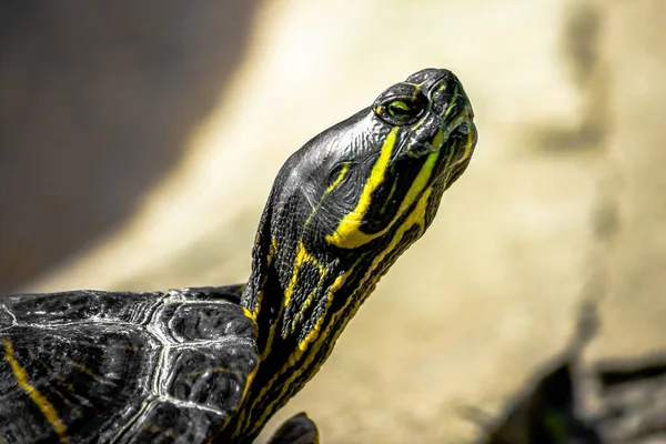 Trachemys Eller Gulmagad Sköldpadda Ett Träsk Nära Håll Reptiler — Stockfoto