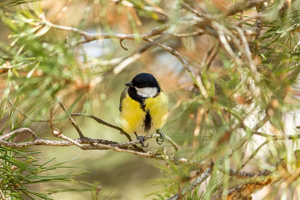 Close Bird Sitting Branch Forest Yellow Big Tit — 스톡 사진