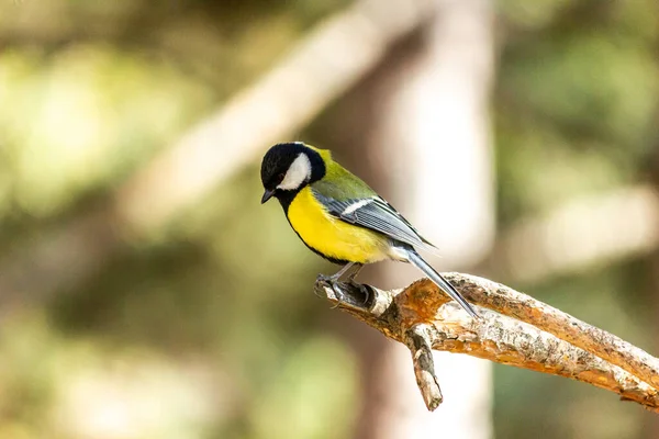 Close Bird Sitting Branch Forest Yellow Big Tit — Φωτογραφία Αρχείου